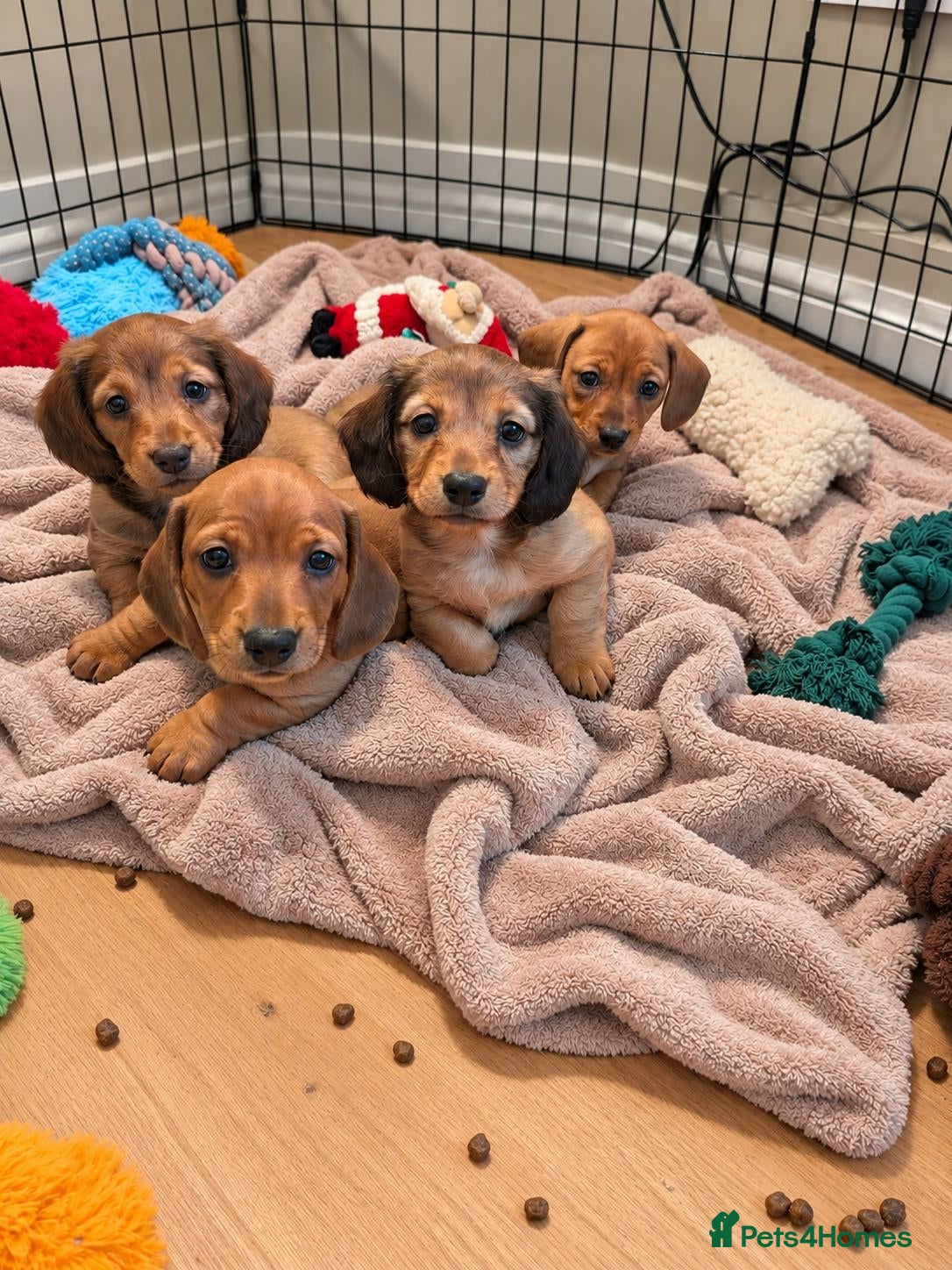 Miniature Dachshund dogs Beautiful Miniature Dachshund Puppies   - Advert 2