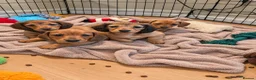 Miniature Dachshund dogs for sale: 1 boy left!Beautiful Miniature Dachshund Puppies   - Advert 2