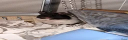 Hamster rodents for sale: Syrian Hamster with cage and supplies - Advert 5