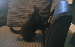 Mixed Breed cats for sale: 7 gorgeous kittens READY NOW - Image 4