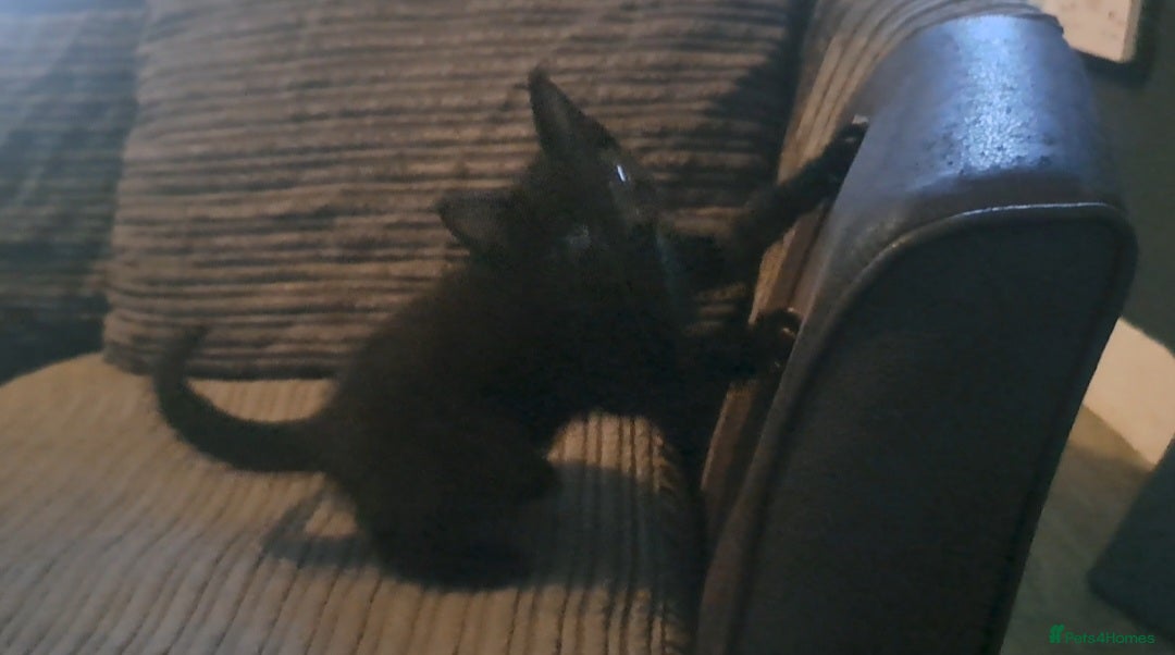 Mixed Breed cats for sale: 7 gorgeous kittens READY NOW - Image 4