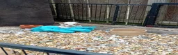 Cockapoo dogs for sale: Beautiful cockerpoos in Chichester - Advert 20
