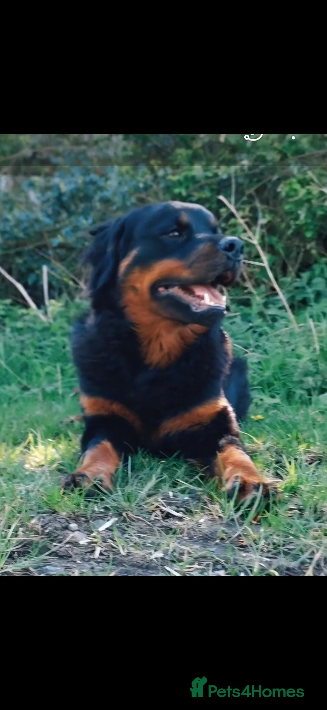 Rottweiler dogs for sale: Fluffy rottweiler  - Advert 1