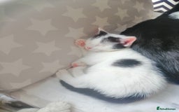 British Shorthair cats for sale: White and black female and male cats - Image 15