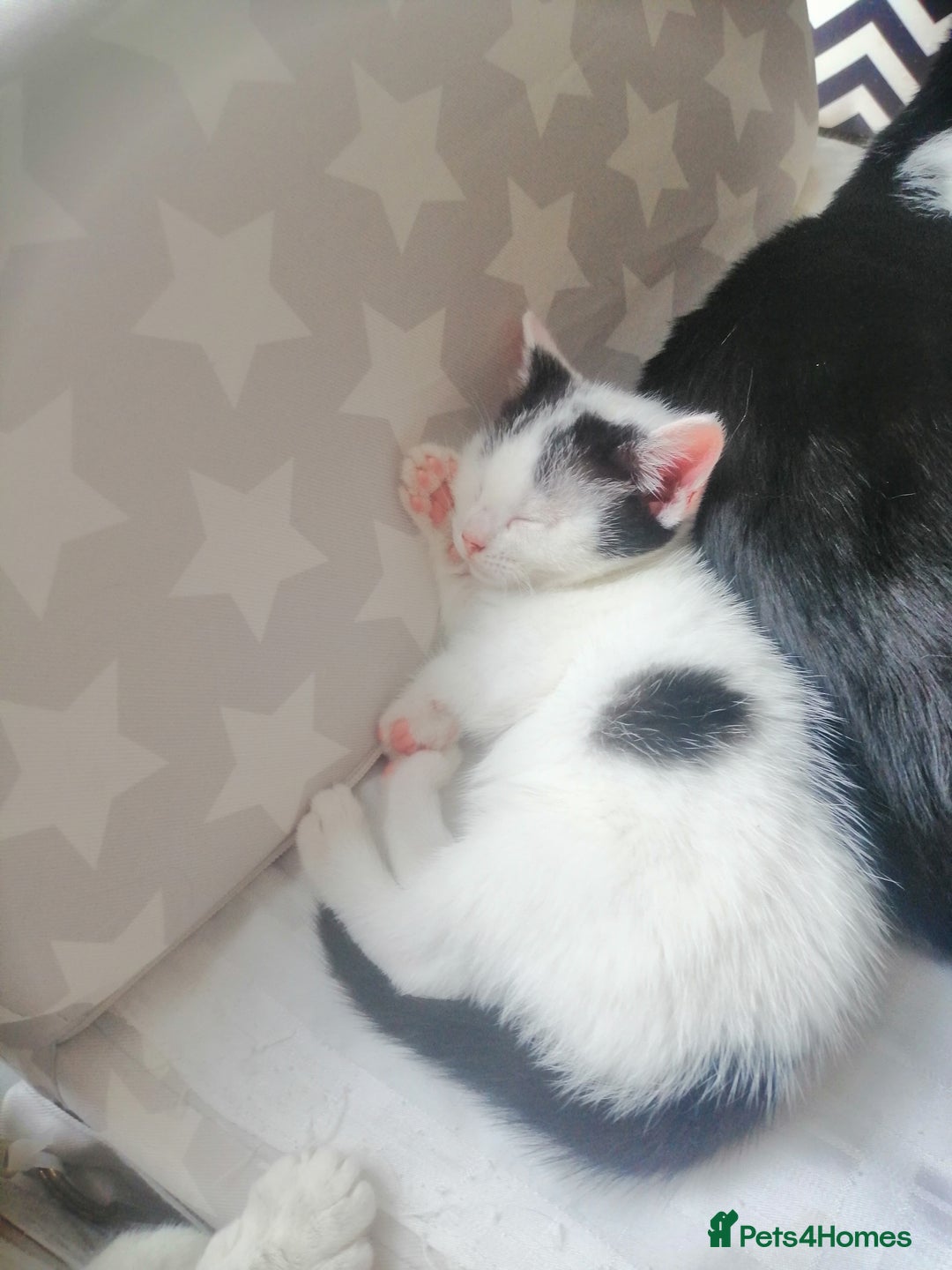 British Shorthair cats for sale: White and black female and male cats - Image 15