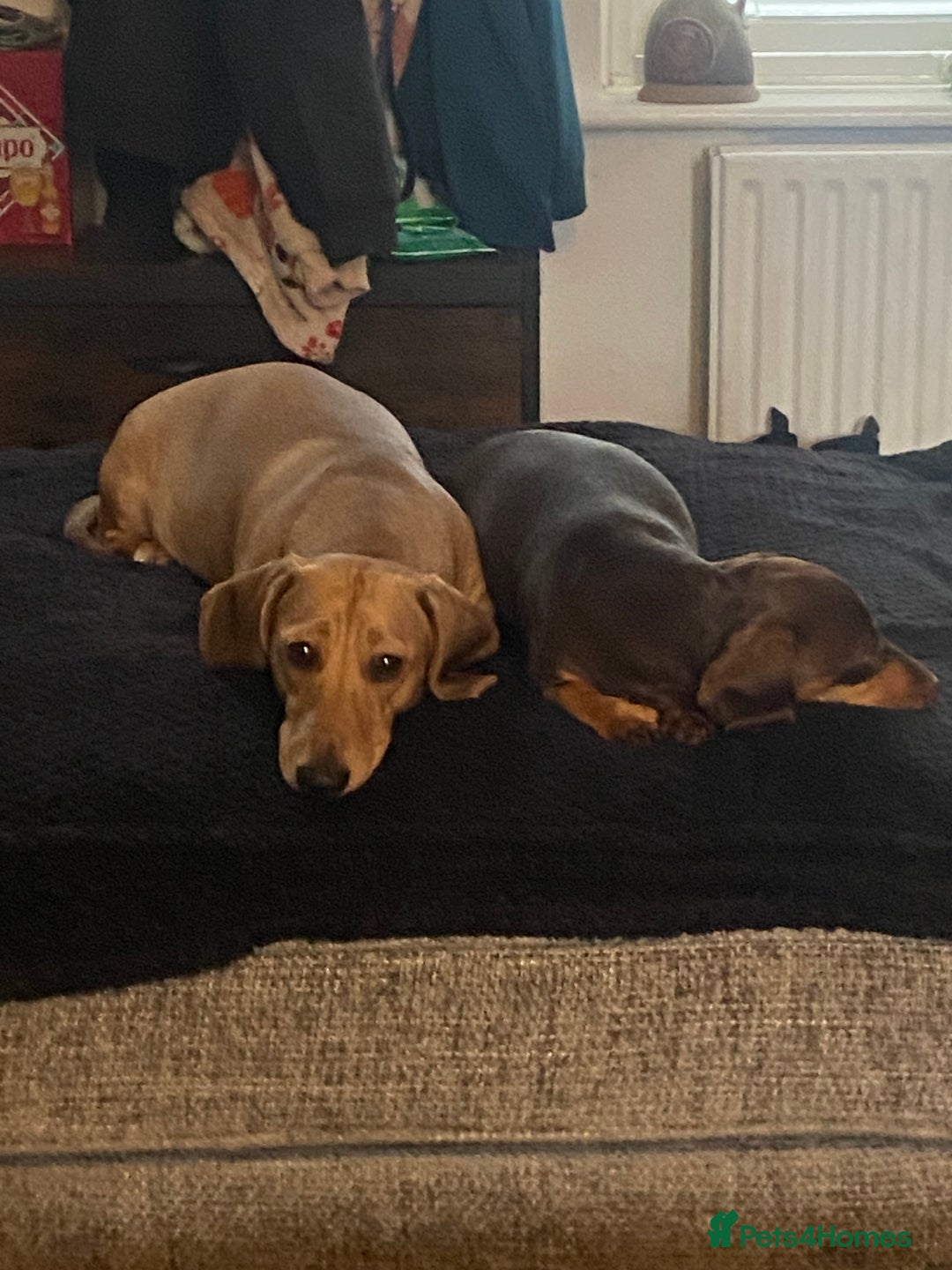 Dachshund dogs for sale: 3 beautiful/stunning dachshund puppies   - Advert 1