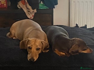 Dachshund dogs for sale: 3 beautiful/stunning dachshund puppies - Advert 1