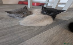 Mixed Breed cats for sale: Mixed Breed Ragdoll Kittens - Image 4