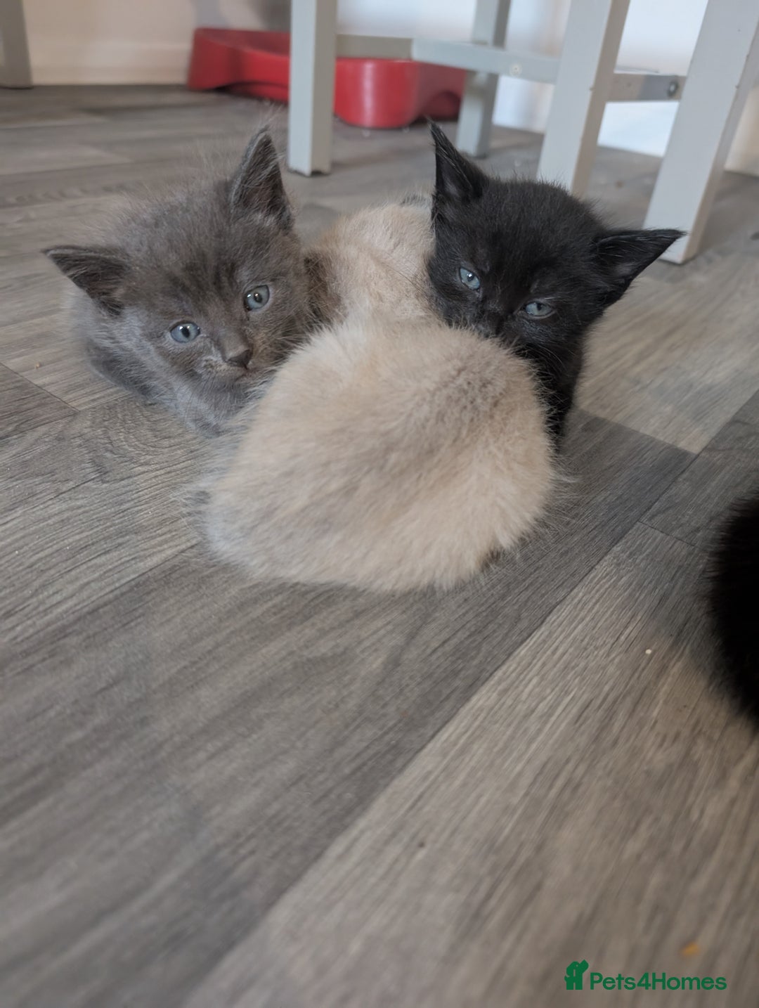 Mixed Breed cats for sale: Mixed Breed Ragdoll Kittens - Image 4