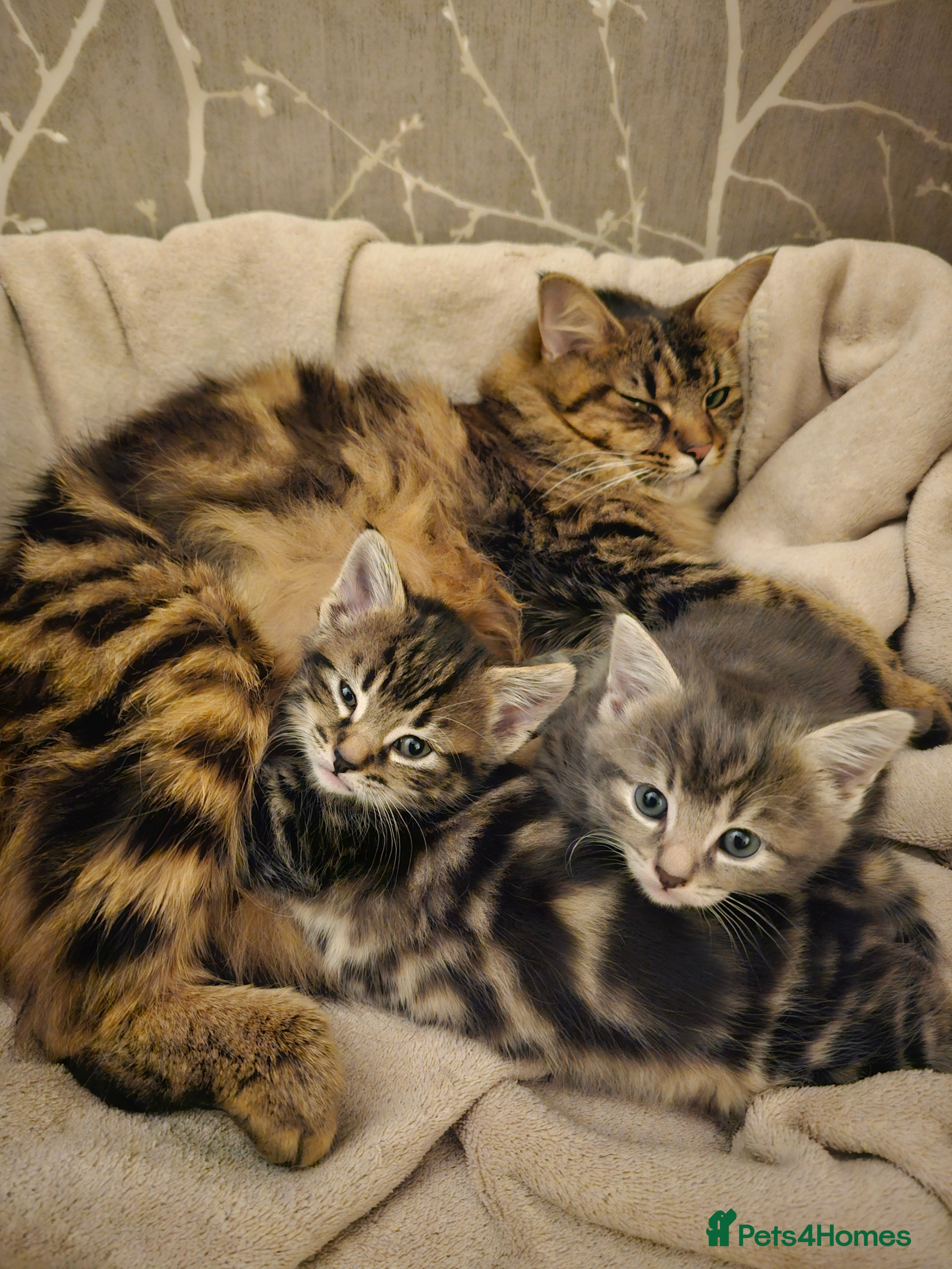 Mixed Breed cats Part Maine Coon - Advert 2