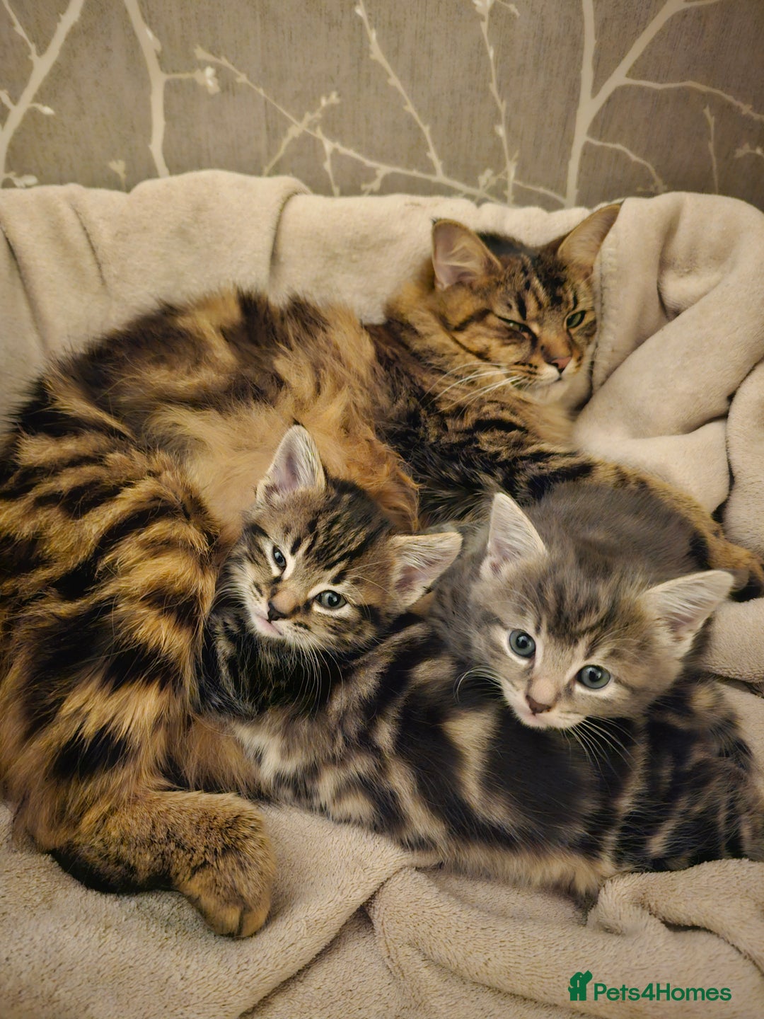 Mixed Breed cats for sale: Part Maine Coon - Advert 1