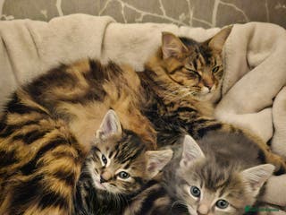 Mixed Breed cats Part Maine Coon - Advert 5