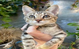 Savannah cats for sale: PDGREE BROWN SPOT  LOVIN SAVANNAH GIRL F5SBT - Image 3