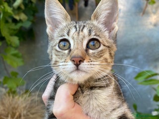 Savannah cats PDGREE BROWN SPOT LOVIN SAVANNAH GIRL F5SBT - Advert 3