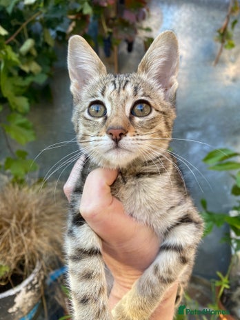 Savannah cats PDGREE BROWN SPOT LOVIN SAVANNAH GIRL F5SBT - Advert 1