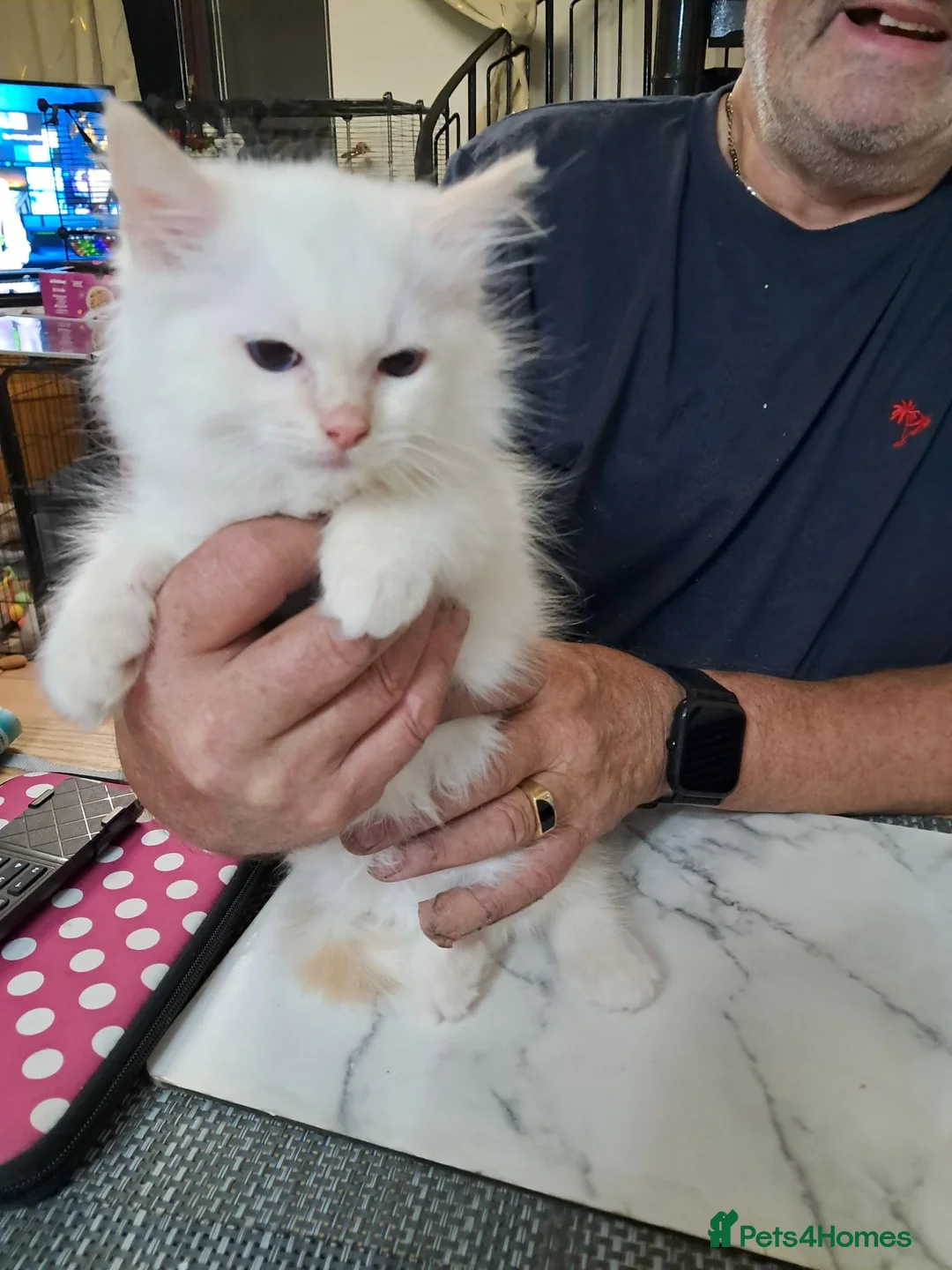 Ragdoll cats for sale: REDUCED 2 amazing little boys GCCF Ragdolls - Advert 2