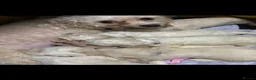 Cavachon dogs for sale: Cavachon Puppies  - Advert 18