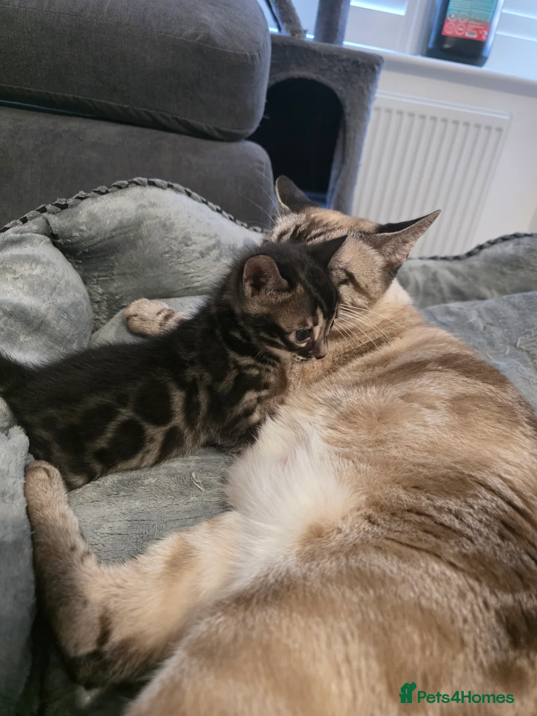 Bengal cats for sale: Double Charcoal DNA Tested Girl  - Advert 8
