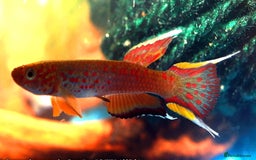 Live Bearers fish for sale: Tropical Fish and Eggs for Sale in Glasgow - Image 5