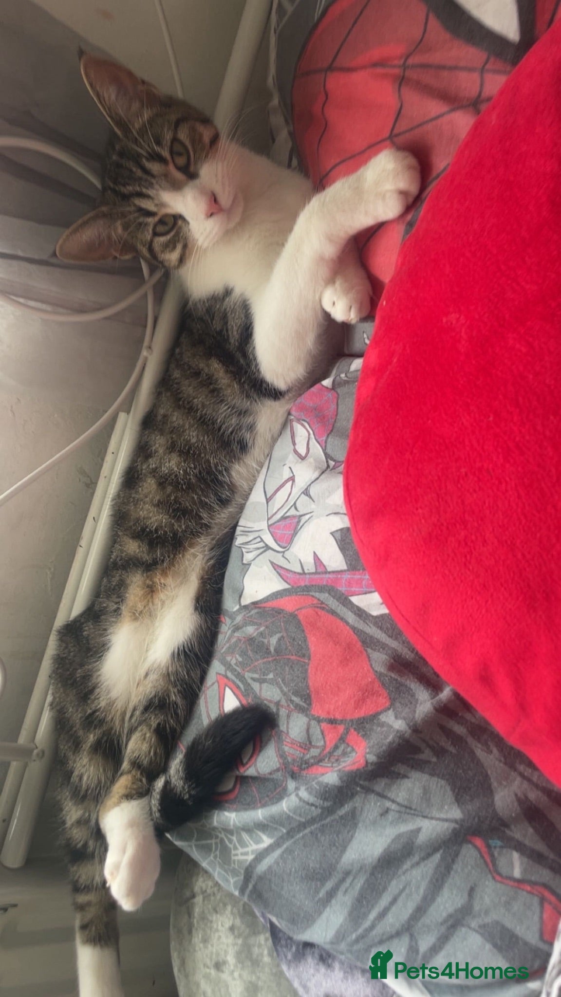 Mixed Breed cats Girl cat - Stormi - Advert 1