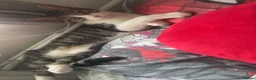 Mixed Breed cats for sale: Girl cat - Stormi - Advert 1