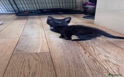 Mixed Breed cats for sale: kittens - Image 9