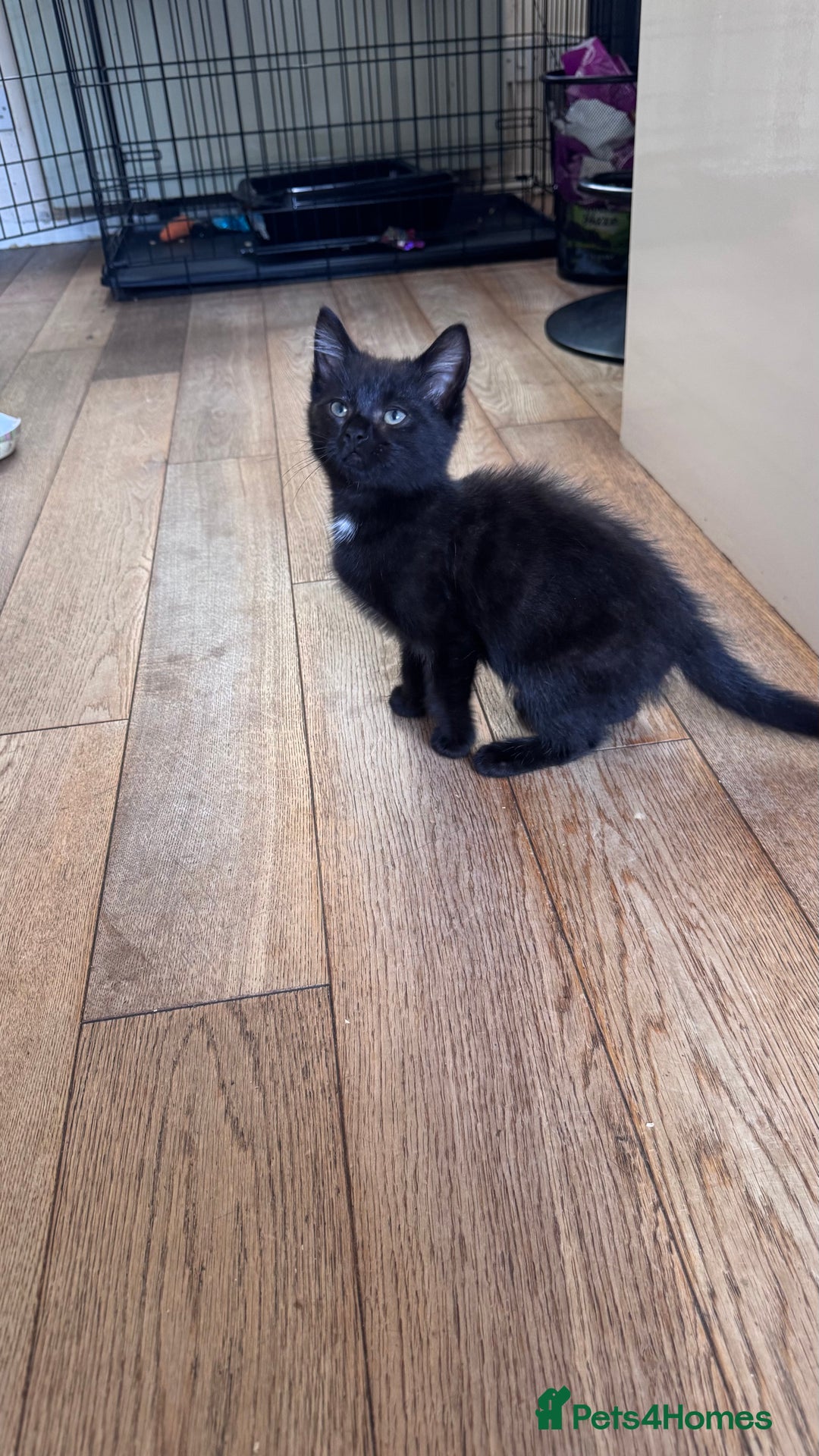 Mixed Breed cats for sale: kittens - Image 9