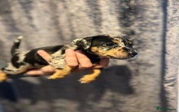 Jack Russell dogs for sale: Miniature Tri coloured Merle Jack Russell  - Image 5