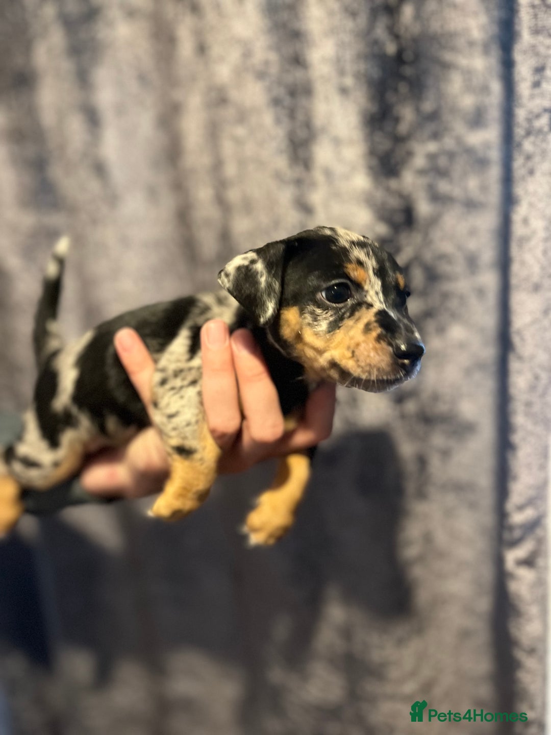 Jack Russell dogs for sale: Miniature Tri coloured Merle Jack Russell  - Image 5