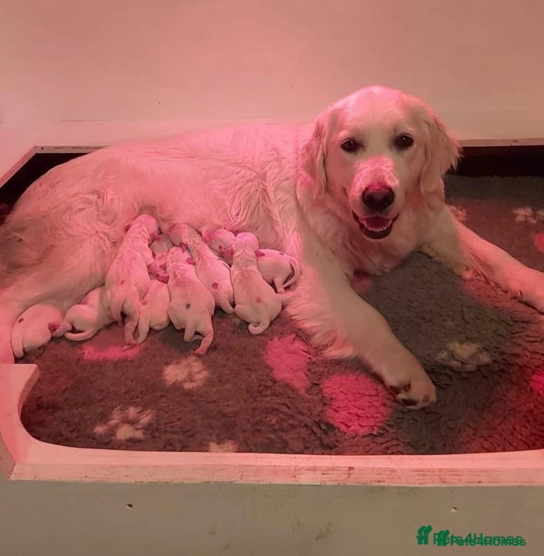 Golden Retriever dogs for sale: Golden Retriever Girl   - Advert 5