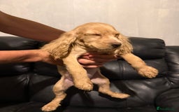 Cocker Spaniel dogs for sale: Cocker spaniels - Image 7