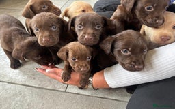 Labrador Retriever dogs for sale: Beautiful Labrador puppies ready the 8th november! - Image 14