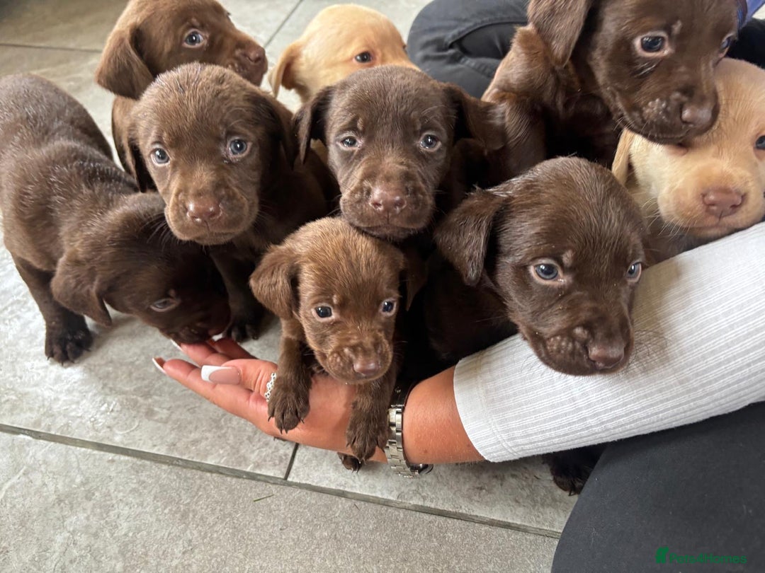Labrador Retriever dogs for sale: Beautiful Labrador puppies ready the 8th november! - Image 14