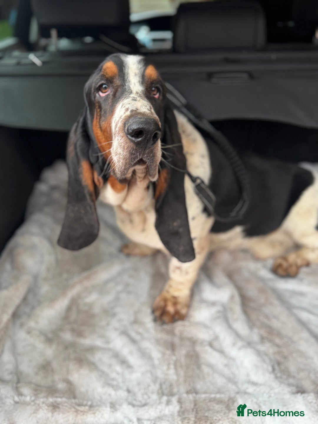 Basset Hound dogs for sale: 14 month old Male Basset - Image 3
