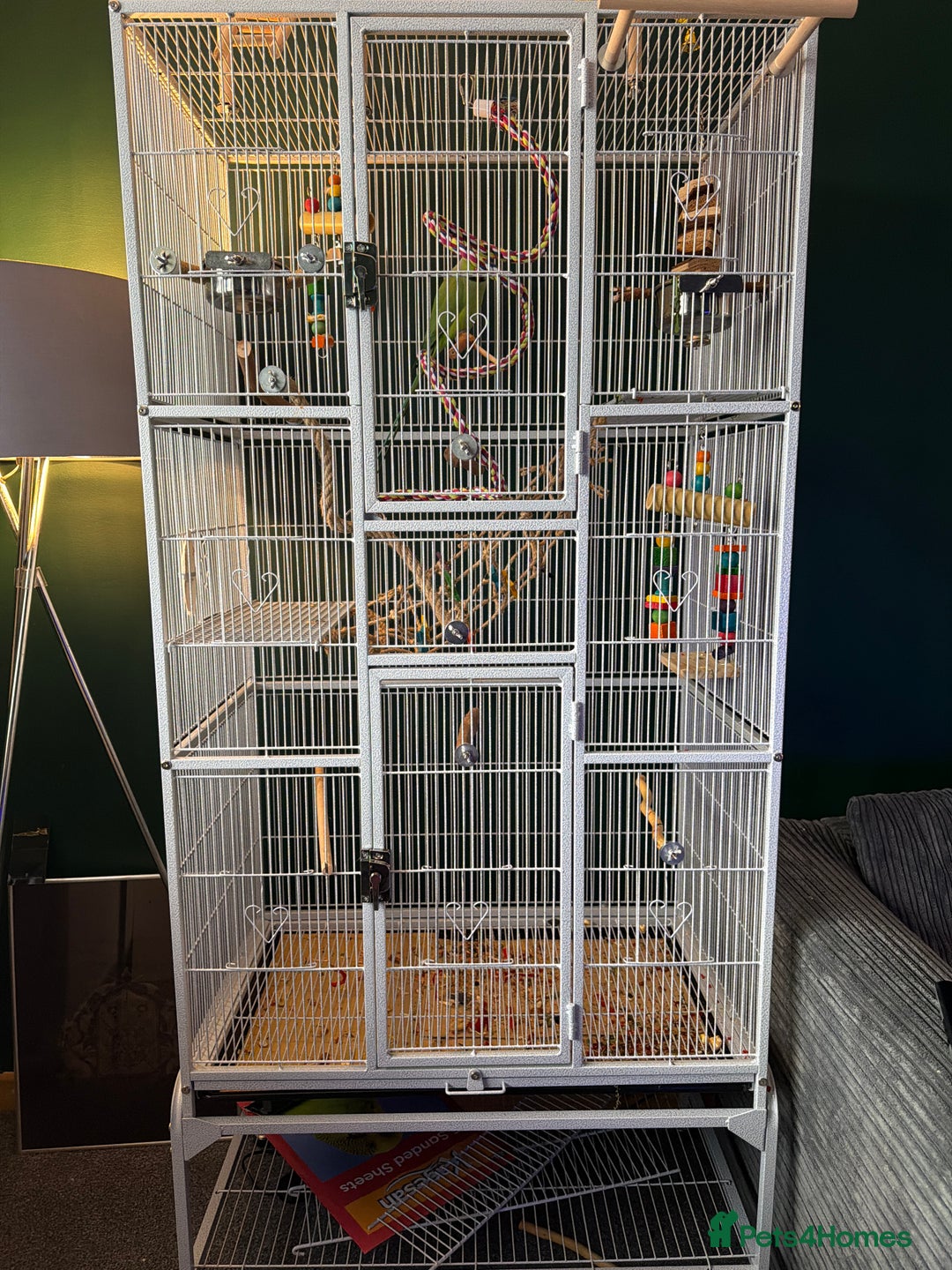 Ringnecks birds for sale: Indian Ringneck - Advert 4