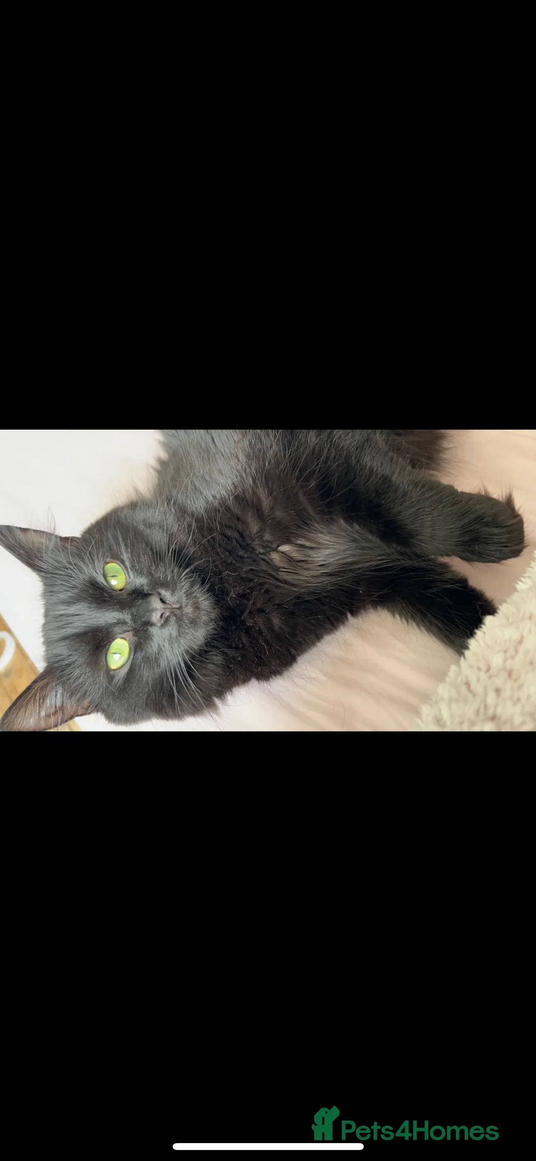 Mixed Breed cats for sale: Beautiful black fluffy cat  - Advert 5