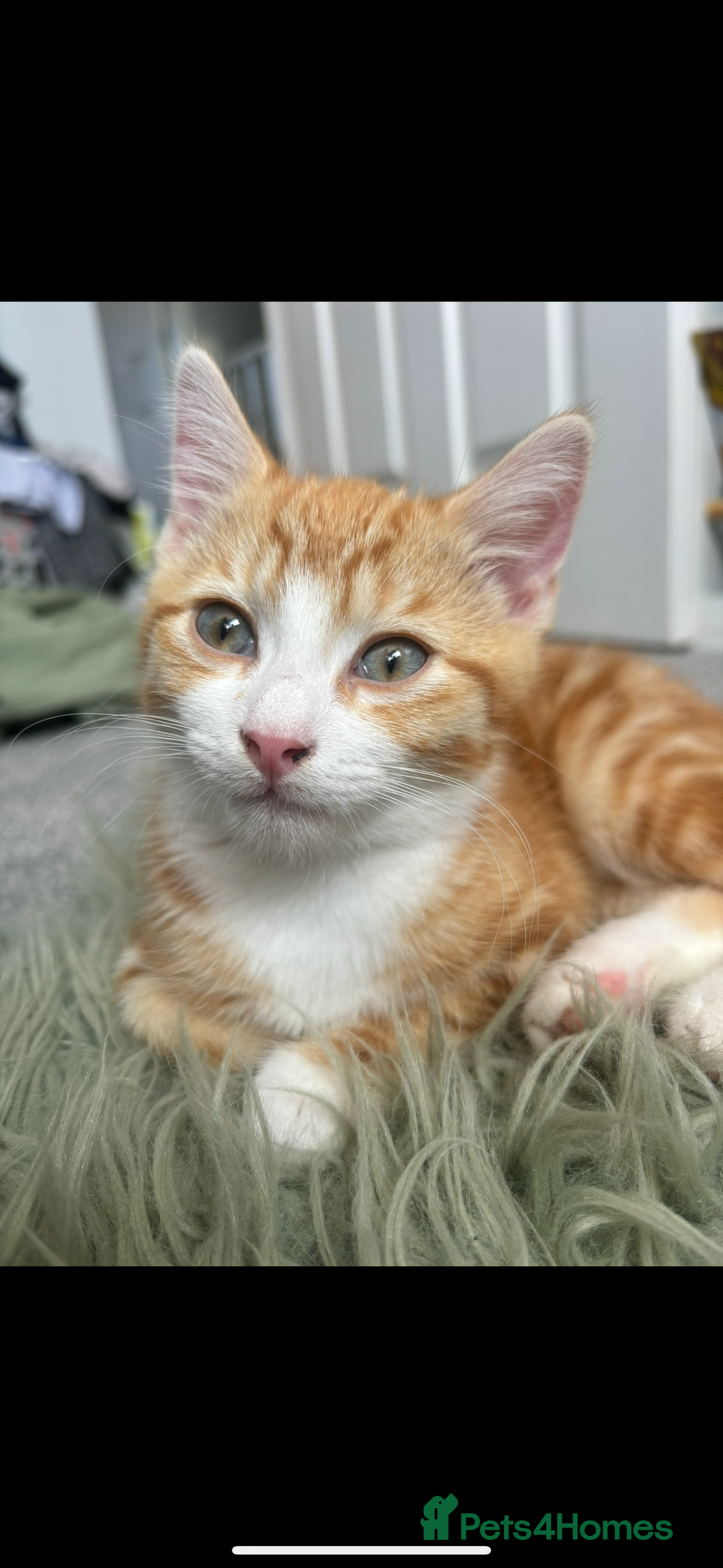 Mixed Breed cats for sale: Mother and Son  - Advert 5