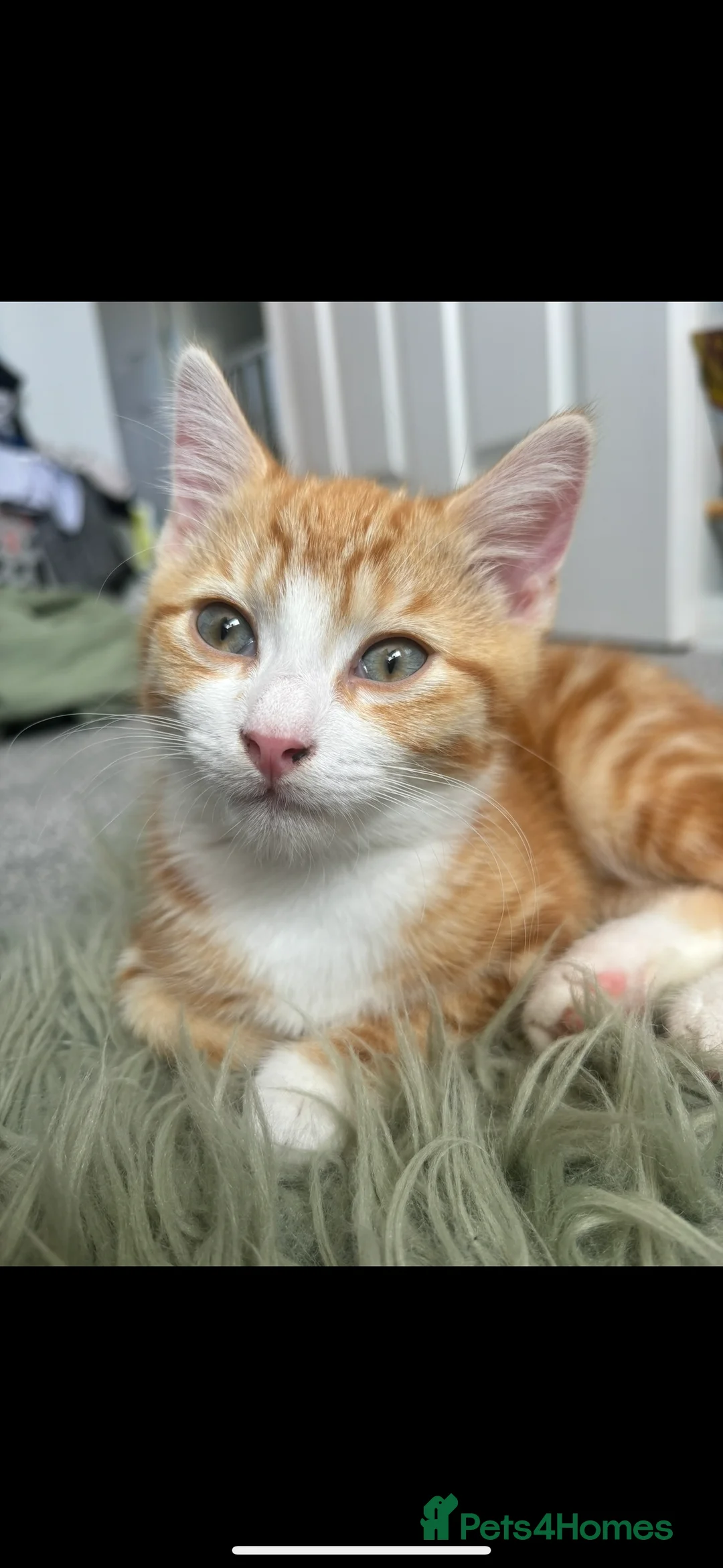 Mixed Breed cats for sale: Mother and Son  - Advert 5