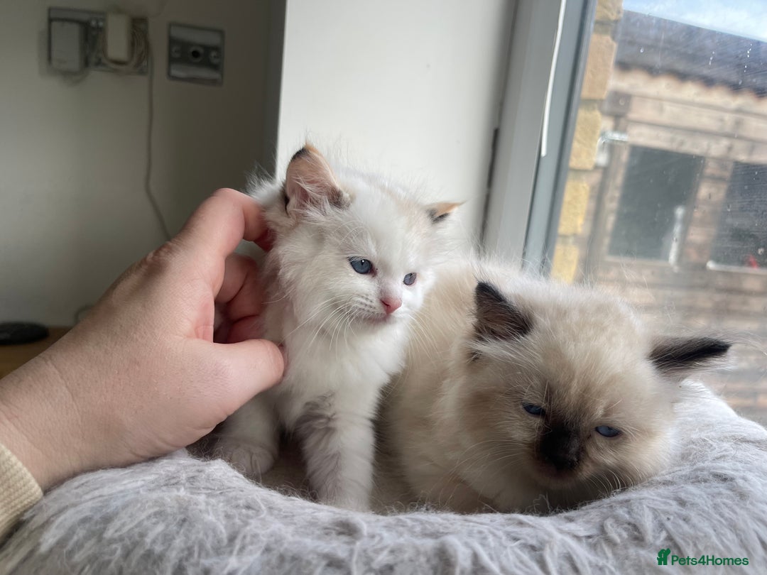 Ragdoll cats for sale: 🌟 Stunning Ragdoll Kittens 🌟 - Image 10