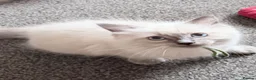 Ragdoll cats for sale: 3 Ragdoll boys  - Advert 12
