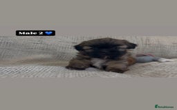 Shih Tzu dogs for sale: Shihtzu imperial - Advert 5