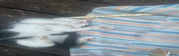 Mixed Breed cats for sale: Kittens ready to go on 15 /07 in Crewe - Advert 2