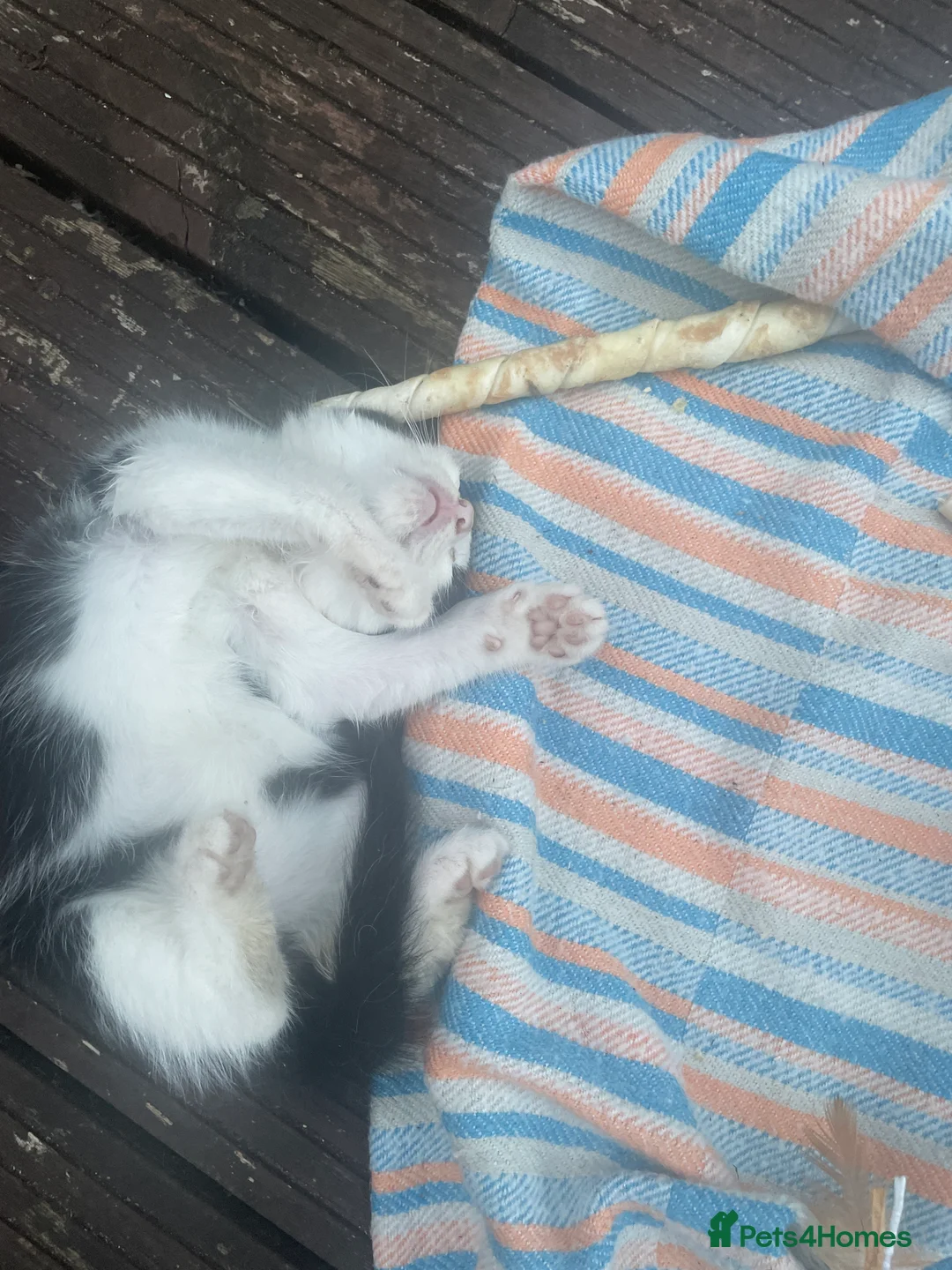 Mixed Breed cats for sale: Kittens ready to go on 15 /07 in Crewe - Advert 2