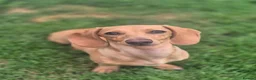 Miniature Dachshund dogs for sale: 8 months old miniature dachshund  in Hull - Advert 2