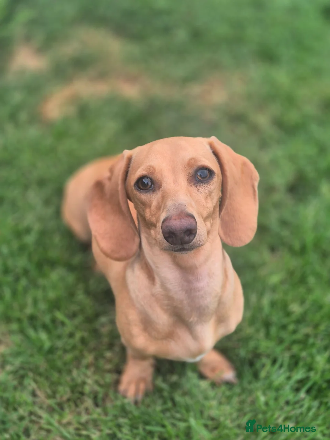 Miniature Dachshund dogs for sale: 8 months old miniature dachshund  in Hull - Advert 2