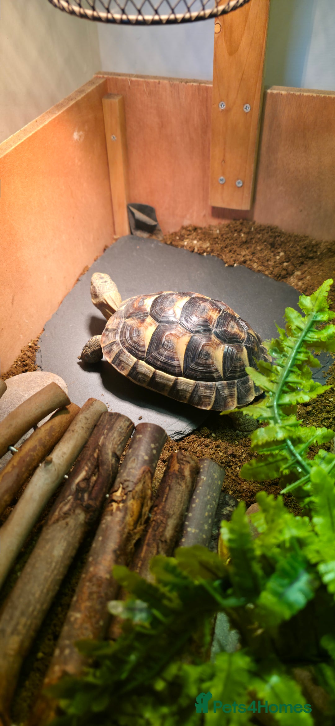 Tortoise reptiles for sale: Spur thighed tortoise  - Advert 5