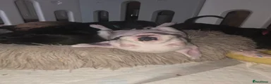 Spot