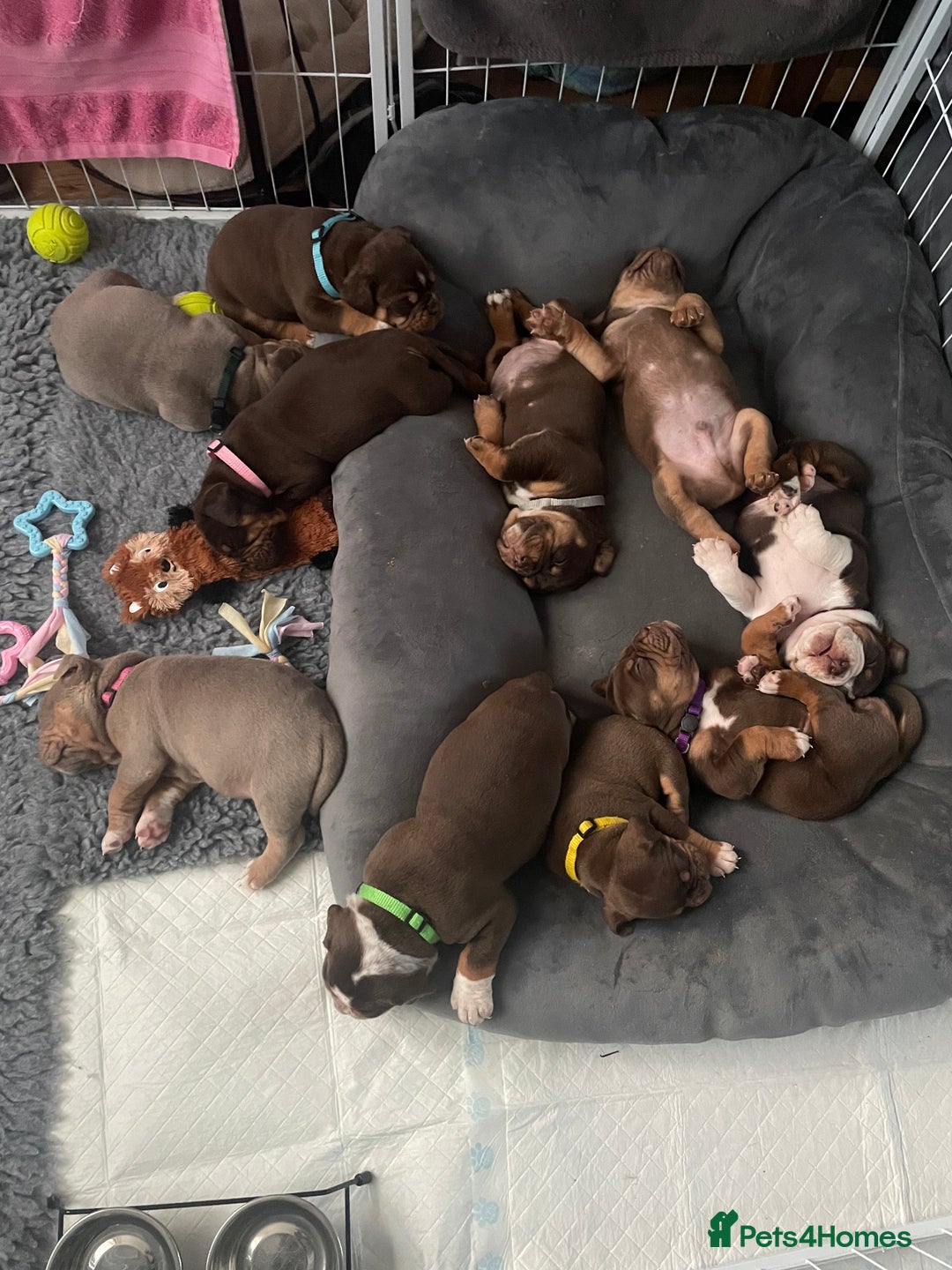 Olde English Bulldogge dogs for sale: NEBBR registered Olde English bulldogge puppies - Advert 4