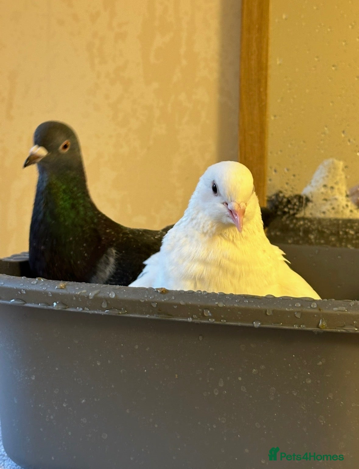Pigeons birds Rehoming Bonded Pigeon Pair. - Advert 4