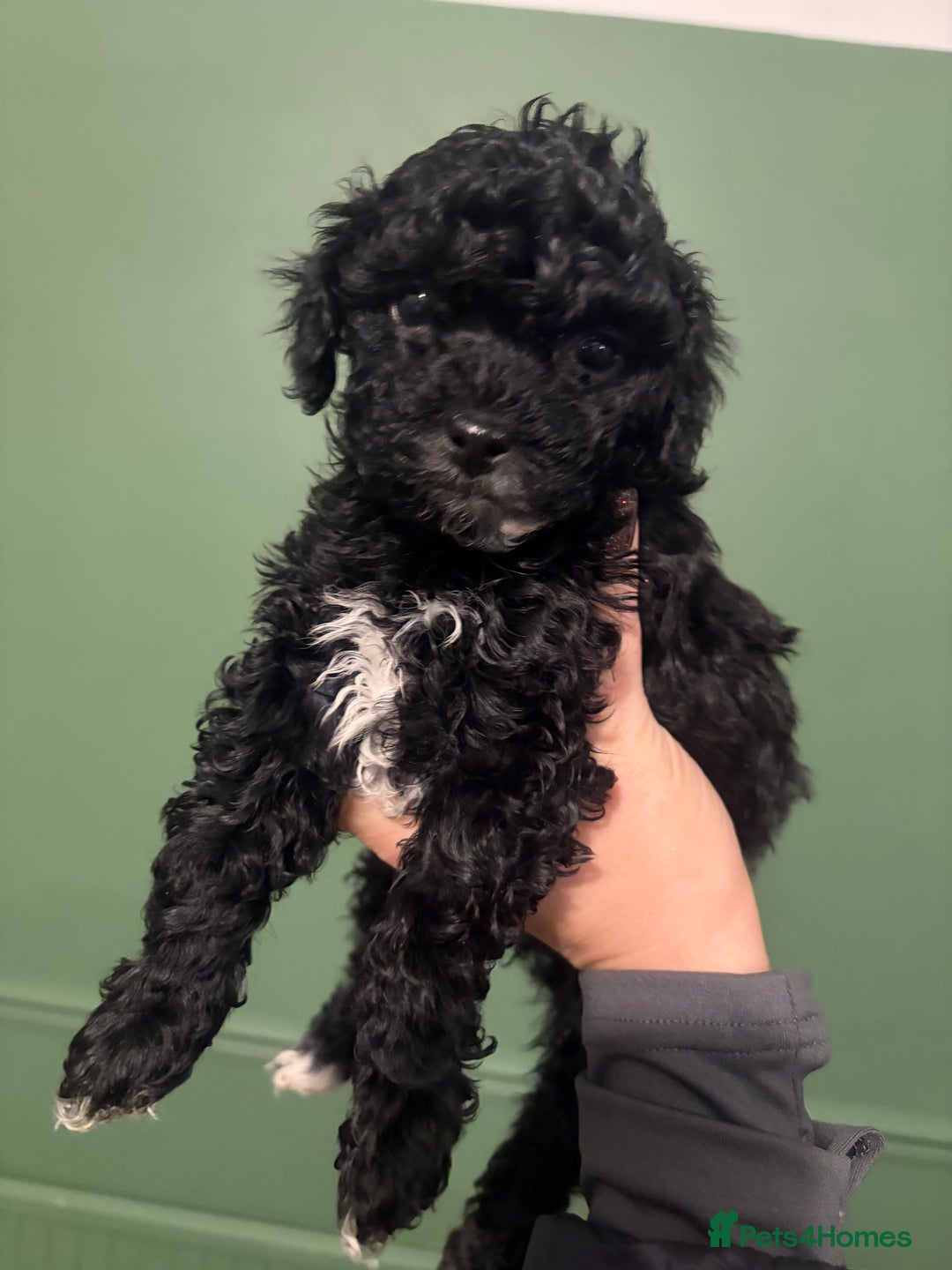 Lhasapoo dogs for sale: Three lhasapoo pups 2 girls & 1 boy  - Advert 1
